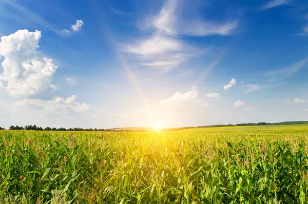 Grünes Maisfeld Und Licht Bei Sonnenuntergang — Stockfoto