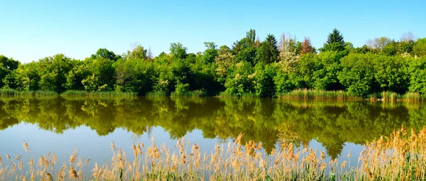 絵のように美しい湖 海岸沿いの森と前景の葦 夏の風景 広い写真 — ストック写真