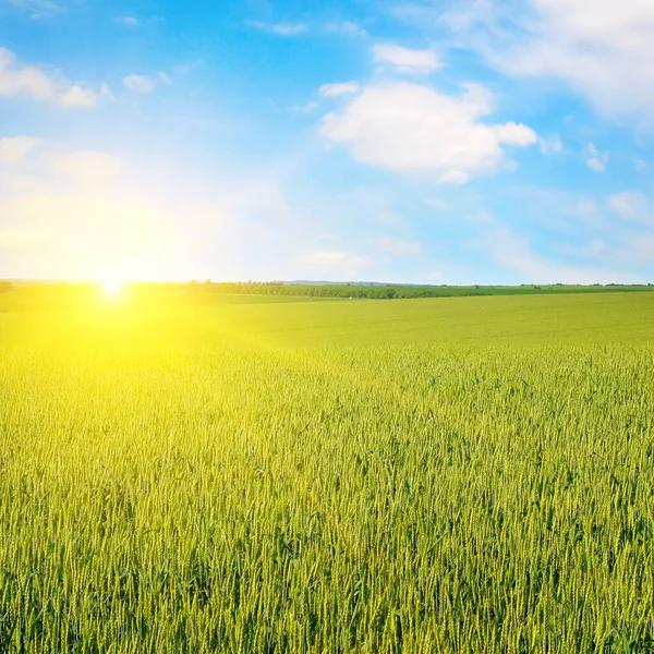 Wheat Field Bright Sunrise Horizon — Stock Photo, Image