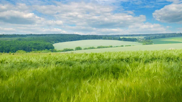 Yeşil Buğday Tarlası Mavi Kümülüs Gökyüzü Geniş Resim — Stok fotoğraf