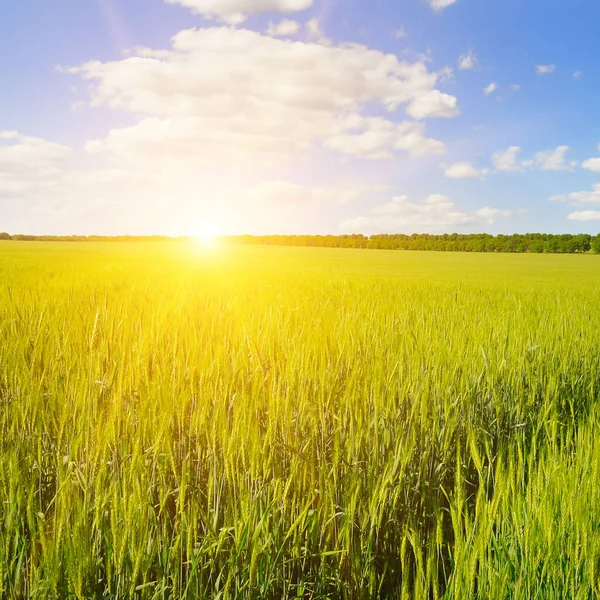 Pole Zelené Pšenice Jasný Východ Slunce Nad Obzorem — Stock fotografie