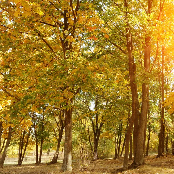 Schöner Herbstpark Mit Gelben Bäumen Bei Sonnigem Wetter — Stockfoto
