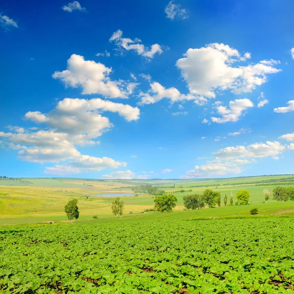 Feld Junger Sonnenblumensprossen Mit Blauem Himmel Hintergrund — Stockfoto
