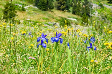 Dağ çayırında Iris çiçekleri. Andorra, Pireneler.