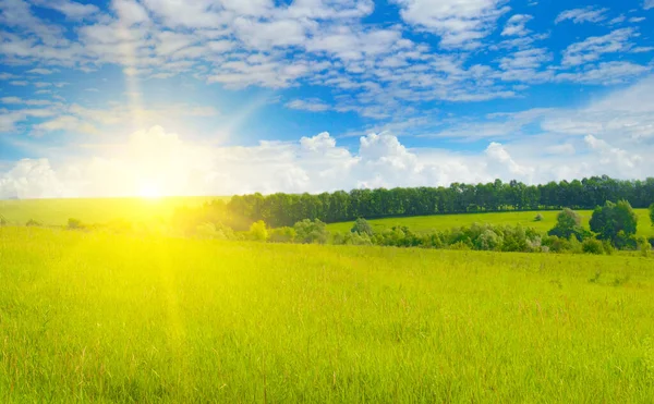 Green Wheat Field Bright Sunrise — Zdjęcie stockowe