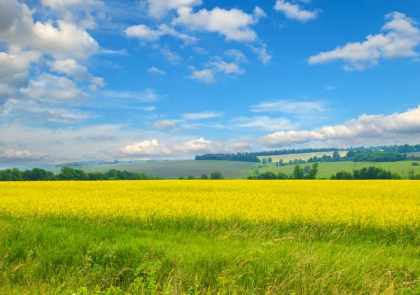 Oliehoudende Zaden Koolzaad Bloeien Landbouwgrond Het Platteland Onder Blauwe Hemel — Stockfoto