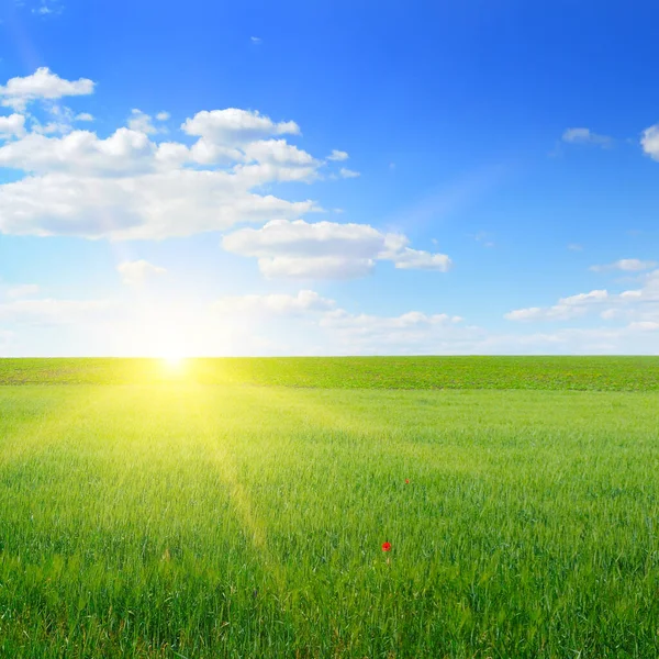 Пшеничное Поле Голубое Небо Солнцем Сельские Пейзажи — стоковое фото
