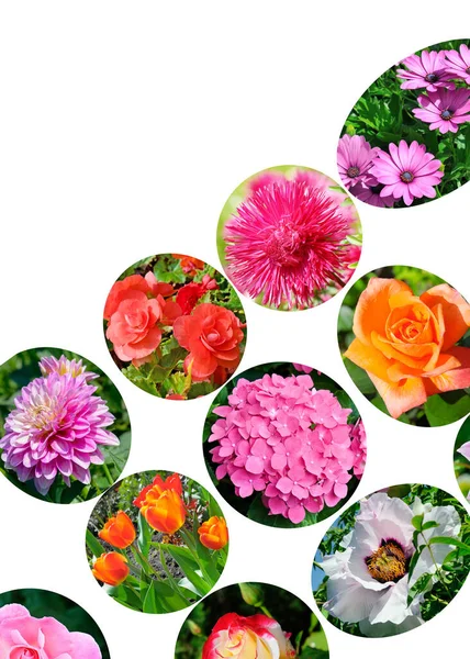 庭の花の写真のカラフルなコラージュ テキストのためのフリースペース — ストック写真