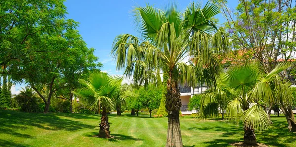 棕榈树在绿草草坪和天空 假期和旅行 全息图 — 图库照片