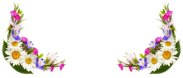 デイジー Phloxes 白の背景に隔離されたスミレの花模様 テキスト用の無料スペースがあります 広い写真だ コラージュ — ストック写真
