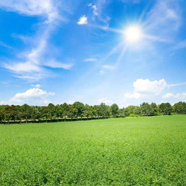 Ein Grünes Kleefeld Und Eine Strahlende Sonne Blauen Himmel — Stockfoto