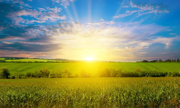 Zelené Kukuřičné Pole Světlo Svítí Západem Slunce — Stock fotografie