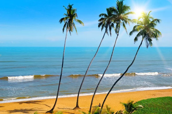 Кокосова Пальма Красивим Тропічним Пляжем Сонцем — стокове фото