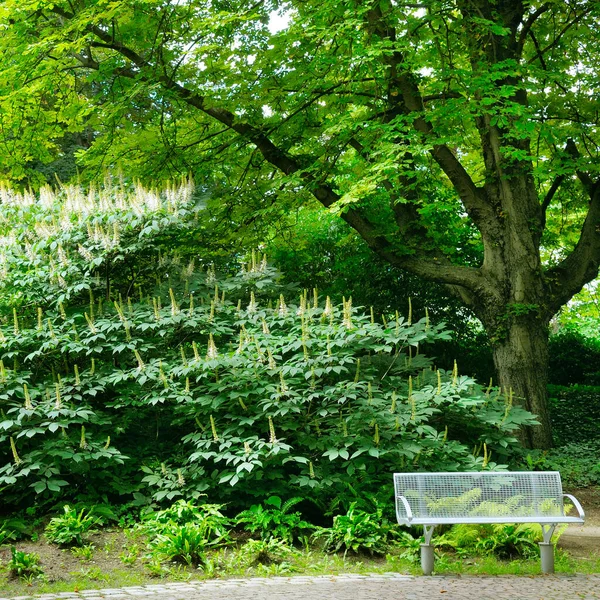 Зеленое Дерево Городском Общественном Парке Зеленой Травой — стоковое фото