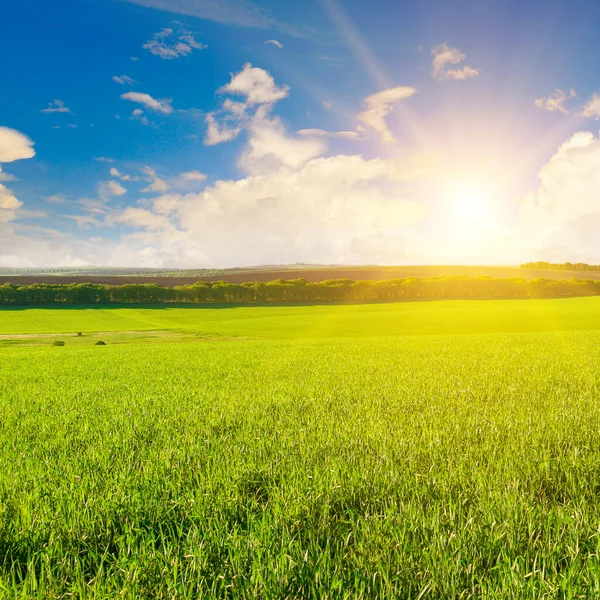 緑の小麦畑と地平線の上の明るい日の出 — ストック写真