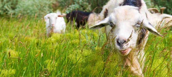 Funny Domestic Goat Eats Grass Meadow Wide Photo — Stock Photo, Image
