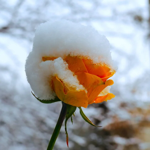 Sárga Rózsa Hóban Téli Táj — Stock Fotó
