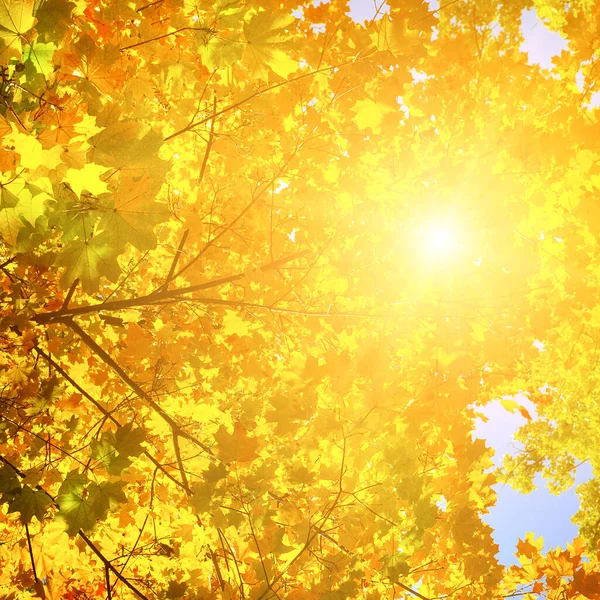 Podzimní Javor Listy Přes Rozmazané Nebe Podzimní Příroda Pozadí Bokeh — Stock fotografie