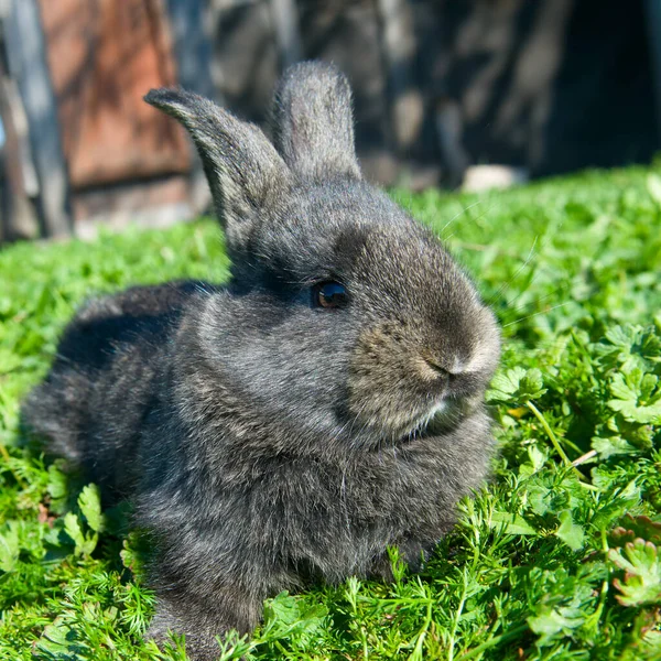 緑の牧草地に小さなウサギ 黒ウサギは2023年のシンボルです — ストック写真