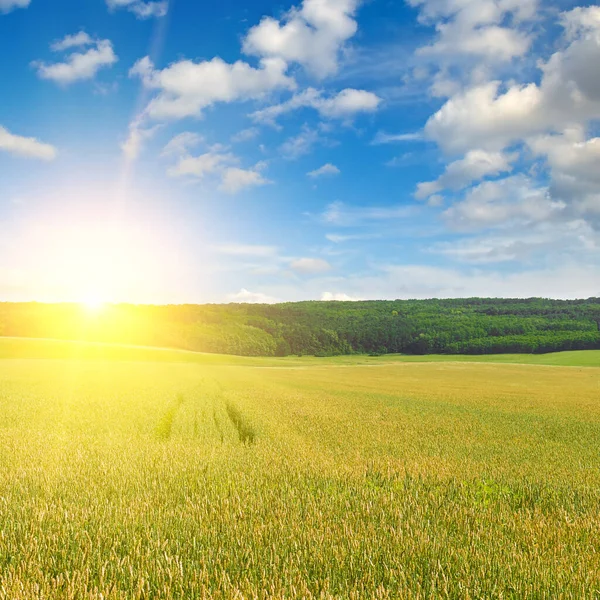 Green Wheat Field Bright Sunrise — Stock fotografie