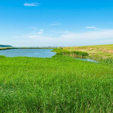 Resmedilmeye değer doğal bir göl, kamışlı ve kuyruklu..