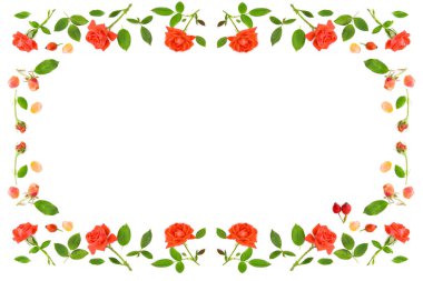 Çiçekler, yapraklar ve gül tomurcukları beyaz arka planda izole edilmiş. Şablon. Kutlama metni için boş alanı olan güzel çerçeve.