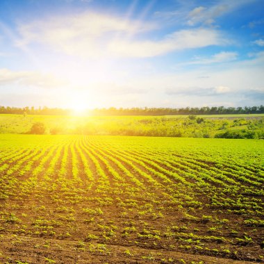 Çiftlik arazisinde genç ayçiçeği filizleri ve mavi gökyüzünde gün doğumu.