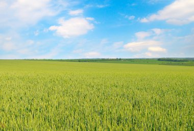 Yeşil buğday tarlası ve mavi bulutlu gökyüzü.
