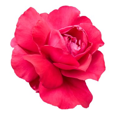 Beyaz arkaplanda izole kırmızı gül çiçeği.