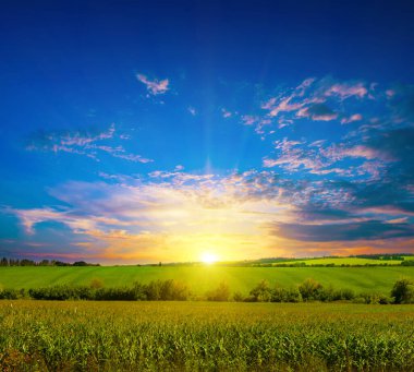 Yeşil mısır tarlası ve parlak gün batımı.