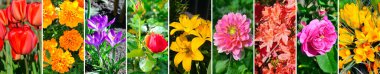 Bahçe çiçeği fotoğraflarının kolajı. Geniş resim.