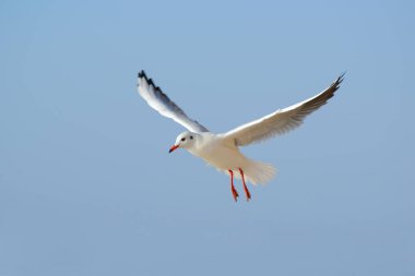 Mavi gökyüzünün arka planında martı.