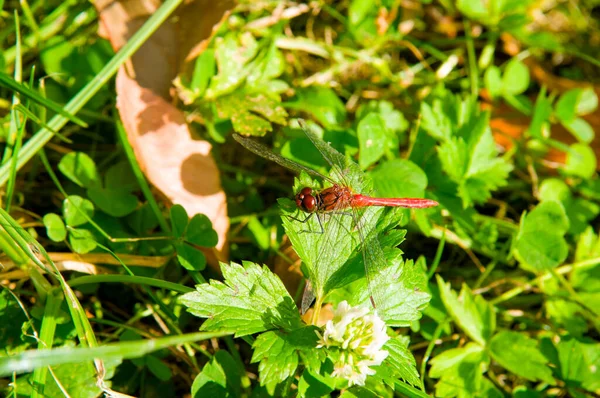 Dragonfly with a long thin body and two pairs of large transparent wings on green grass.