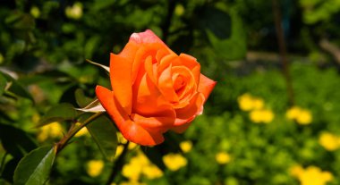 Blooming roses in the spring garden. Wide photo.