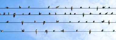 A flock of swallows sits on wires against the background of a blue sky. Wide photo.