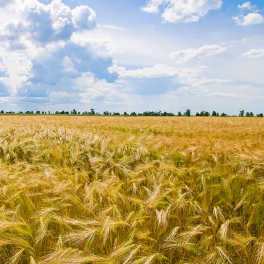 Wheat field with ripe ears and blue sky.