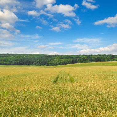 A wheat field with ripe ears and a blue sky.