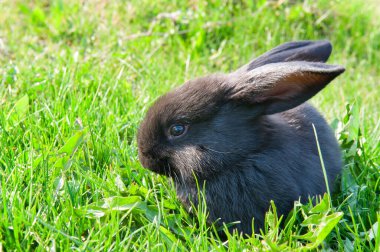 Little black rabbit on a green meadow. Free space for text.