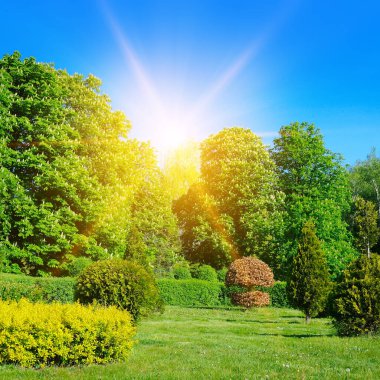 Blooming chestnut trees and green meadow.Spring bright sunny day.