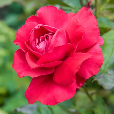 Blooming roses in the spring garden.