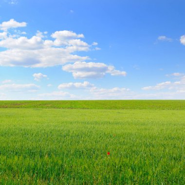 Yeşil buğday tarlası ve mavi gökyüzü. Tarım arazisi.