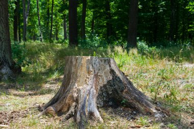 Yaz ormandaki yaşlı ağaç kütüğü.