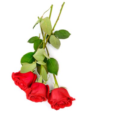 Bouquet of roses isolated on white background. Free space for text.