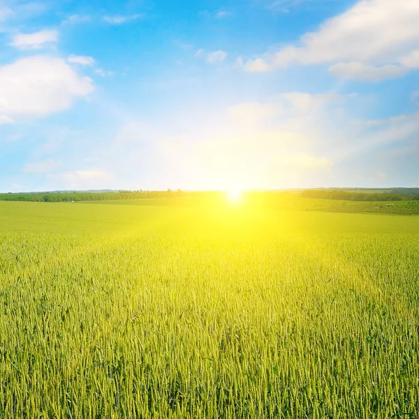 Green wheat field and bright sunrise.