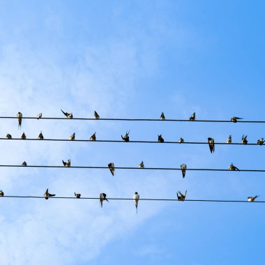 A flock of swallows sits on wires against the background of a blue sky.
