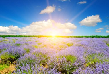 Field with blooming lavender and sunrise over the horizon.