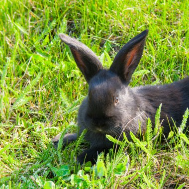 Black rabbit on a green lawn.