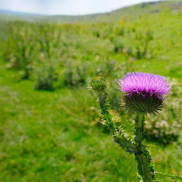 Thistle flower on the background of a green field.