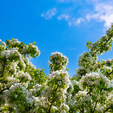 Flowering branch of pear. Blooming spring garden. Blurred background.