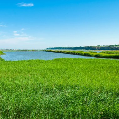 Lake, thickets of reeds and blue sky. Ukraine. Odessa region.